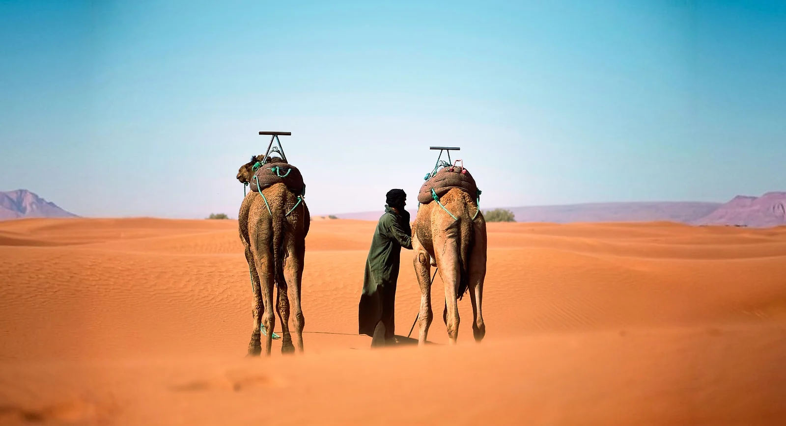 Berber guide leading two camels across the golden Sahara dunes